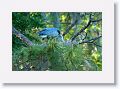 Great Blue Heron on nest that is between the 2 foot bridges on the western bank