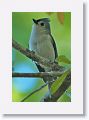 Titmouse
