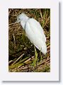Immature Little Blue Heron