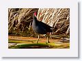 Common Moorhen