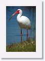 White Ibis in breeding plumage