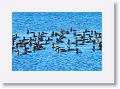 This is the largest gathering of Double Crested Cormorants we have ever seen