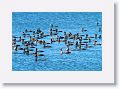 This is the largest gathering of Double Crested Cormorants we have ever seen