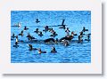 This is the largest gathering of Double Crested Cormorants we have ever seen