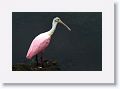Roseate Spoonbill