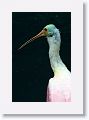 Roseate Spoonbill