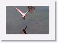 Roseate Spoonbill