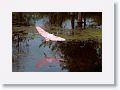 Roseate Spoonbill