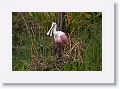 Roseate Spoonbill
