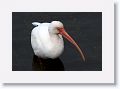 Ibis
