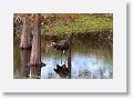 Limpkin