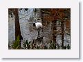 Wood Stork