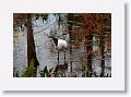 Wood Stork