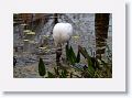 Wood Stork
