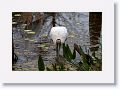 Wood Stork