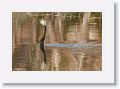 Anhinga with lunch