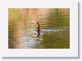 Anhinga with lunch