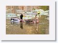 Mallards