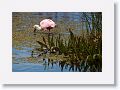 Roseate Spoonbill