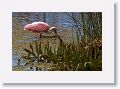 Roseate Spoonbill