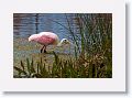 Roseate Spoonbill