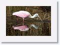 Roseate Spoonbill