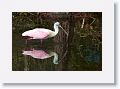 Roseate Spoonbill
