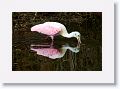 Roseate Spoonbill