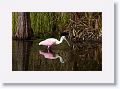 Roseate Spoonbill