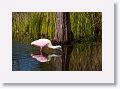 Roseate Spoonbill