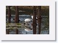 Wood Storks