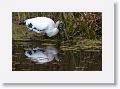 Wood Stork