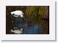 Wood Stork