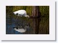 Wood Stork