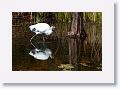 Wood Stork