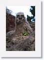 Great Horned Owl chicks about 6 weeks old