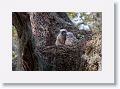 Great Horned Owl chicks about 6 weeks old