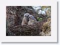 Great Horned Owl chicks about 6 weeks old