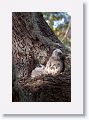 Great Horned Owl chicks about 6 weeks old