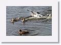Mallards
