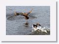 Mallards