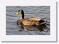 Mallards