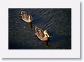 Mallards