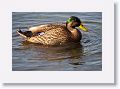 Mallards