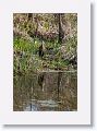 Limpkin