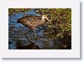Limpkin