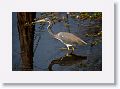 Tri-colored Heron