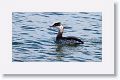 Horned Grebe from the Courtney Campbell Causeway on the way to Kapok Park