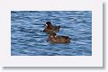 Female Greater Scaup (winter plumage) from the Courtney Campbell Causeway on the way to Kapok Park