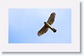 Northern Harrier